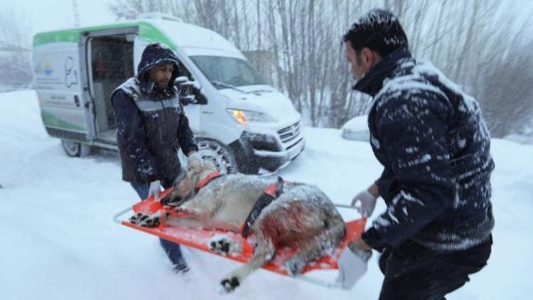 Yoğun tipi ve karda, yaralı köpeği kurtarma seferberliği