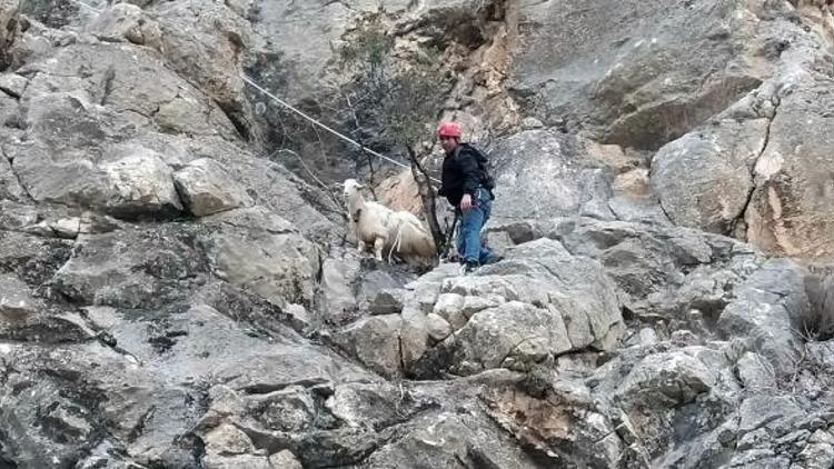 Kayalıklarda mahsur kalan gebe keçi kurtarıldı