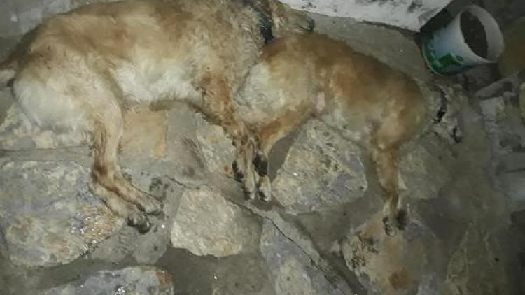 Tavuk etiyle zehirlendiği sanılan 2 köpek öldü