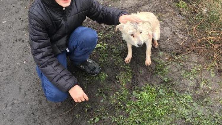 Susurluk Çayı taştı, mahsur kalan 7 köpekten 4ü kurtarıldı