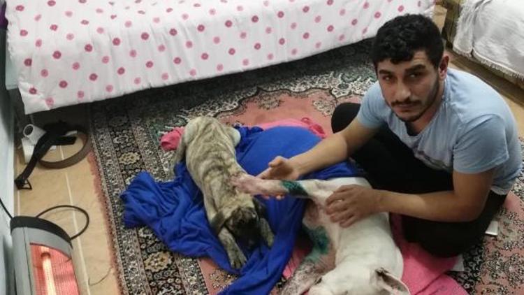 İzmirde köpeğe satırlı saldırı iddiası