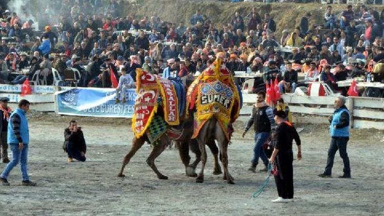 Cumhur İttifakının Aydın adayları deve güreşlerini izledi