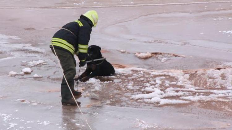 Donan Kızılırmakta mahsur kalan köpeği itfaiye kurtardı