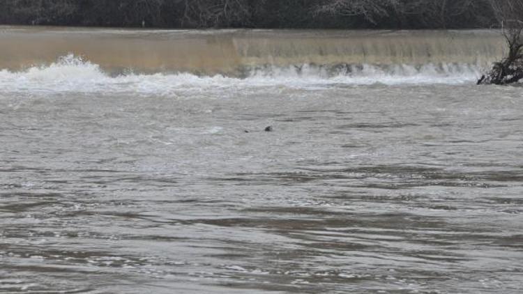 Bartın Irmağında 2 su samuru görüldü