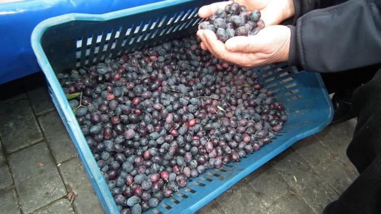 Zeytin üreticileri kazanamıyor