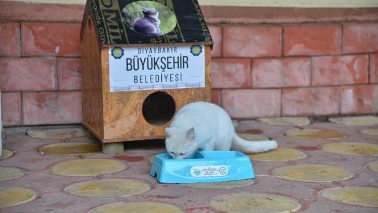 Diyarbakırda belediyeden sokaklara Kedi Evi