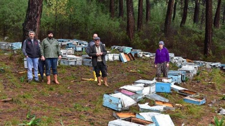 Sakin kent Ulada ayılar arı kovanlarını parçaladı, 1 arıcıya saldırdı