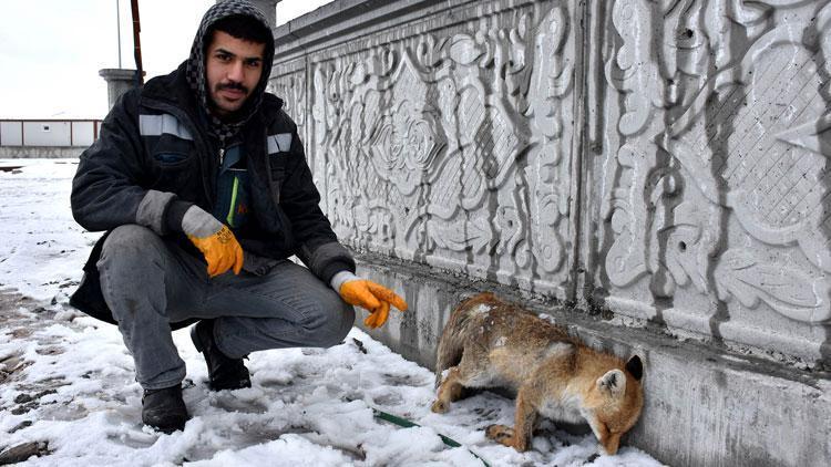 Sivas kent merkezinde tilki donmuş halde bulundu