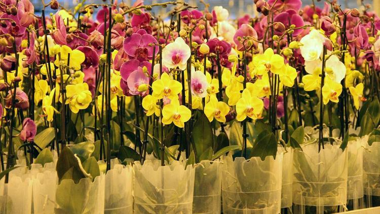 Yılda 1 milyon 725 bin yerli orkide üretiyor