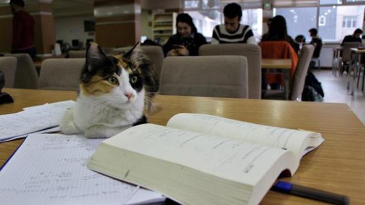 Kediler üniversite kütüphanesine sığındı