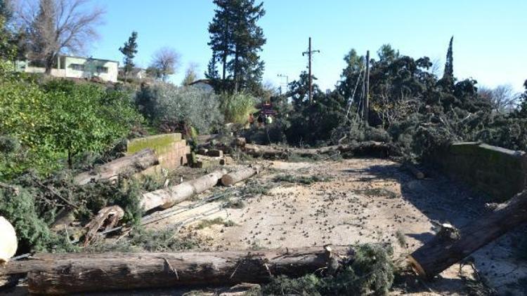 Kırıkhanda devrilen ağaçlar, hasara yol açtı