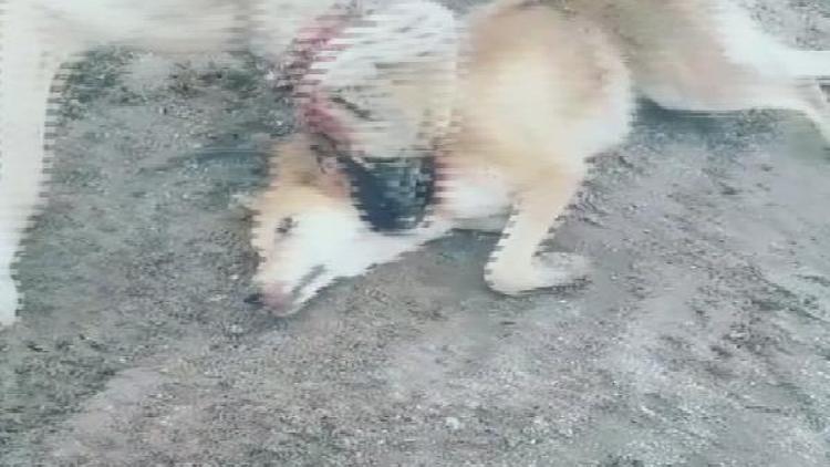 Köpek dövüştürüp görüntüsü çeken genç, gözaltına alındı