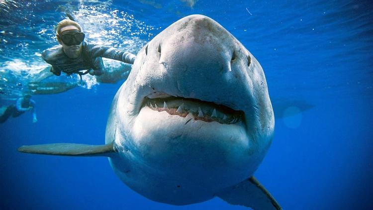 En iri büyük beyaz köpekbalığıyla beraber yüzdüler