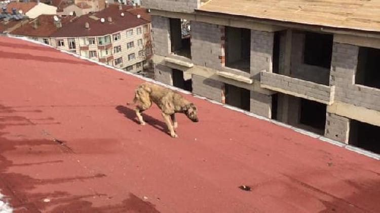 Çatıda mahsur kalan sokak köpeği kurtarıldı
