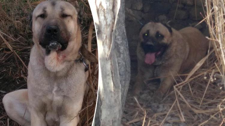 Burdur’da köpek dövüşü iddiası 3 köpek bu halde bulundu