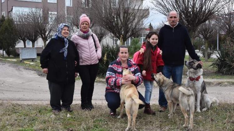 Kaybolan köpeklerini dedektif gibi arıyorlar