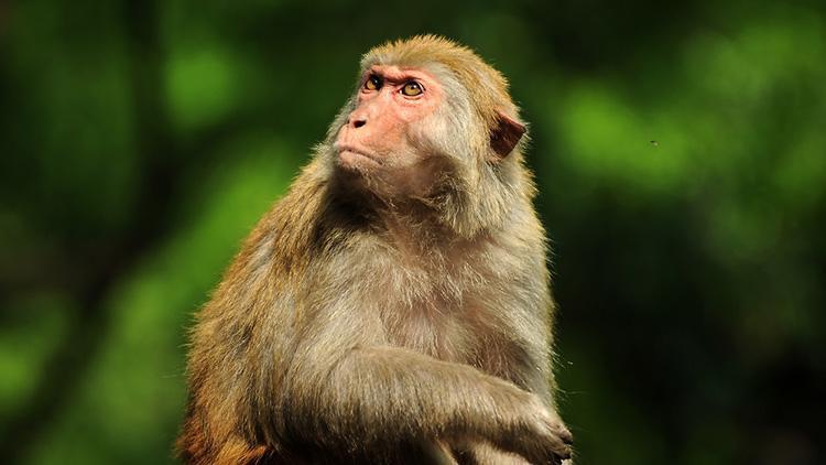 Çinde makak maymunundan klonlama yapıldı