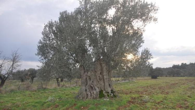 Bayramiçte, 600 yıllık zeytin ağacı tescillenmeyi bekliyor