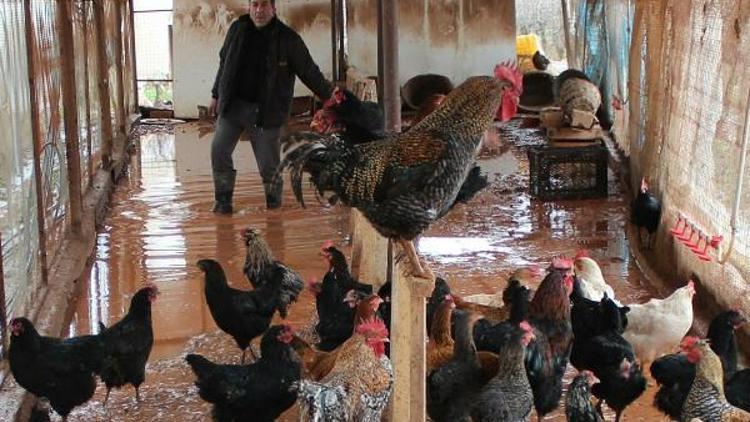 Manisada çiftçiliği su bastı, tavuklar telef oldu