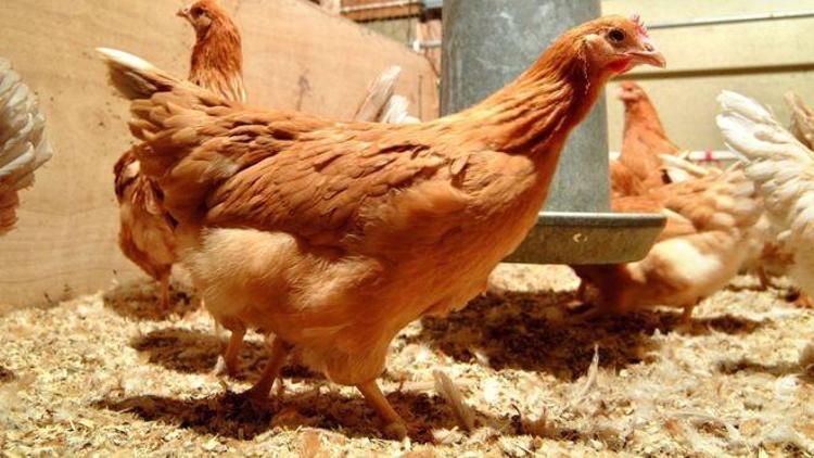 İskoçyalı uzmanlar kanser ilaçları yumurtlayan tavuk yetiştirdi