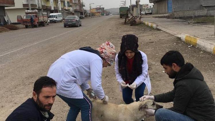 Sokak köpekleri Şefkat Merkezine yerleştirildi
