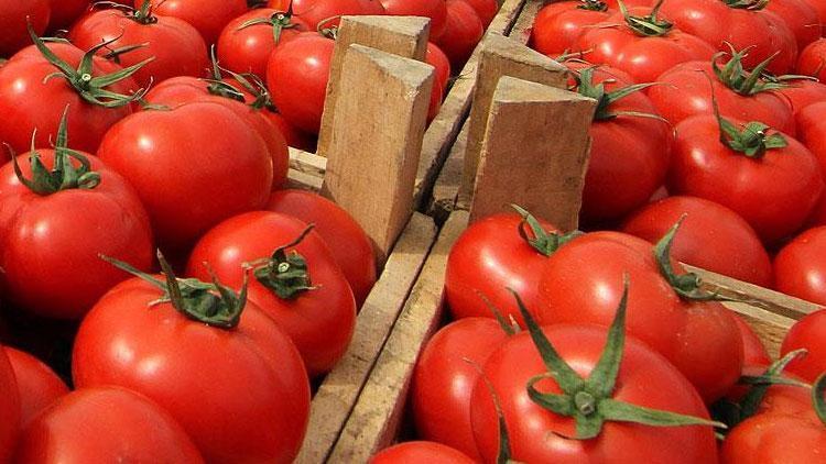 Rusyaya 30 milyon dolarlık domates ihracı