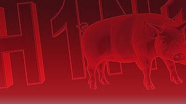 Hindistanda domuz gribi salgını: 169 ölü