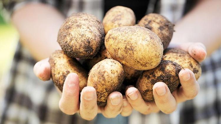Patates üretimi son 19 yılın en düşük seviyesinde