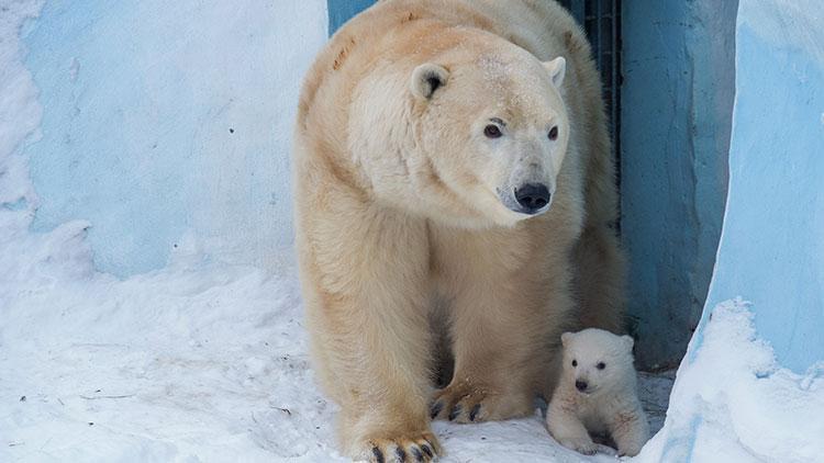 Rusyada kutup ayıları şehre indi, acil durum ilan edildi
