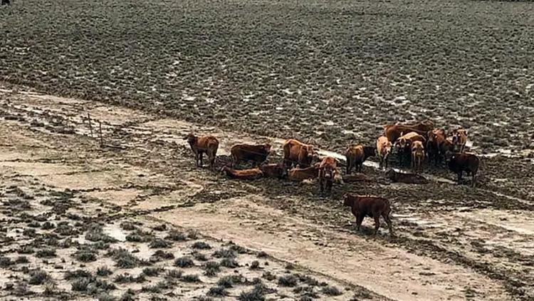 Avustralyadaki selde 300 bin sığır telef oldu