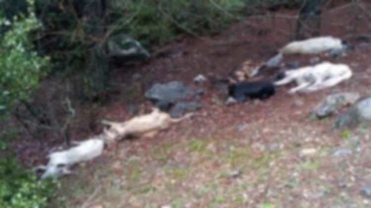 Gaziantepte 6 köpek zehirlenerek öldürüldü