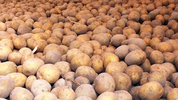 Patates üreticilerine tohum desteği