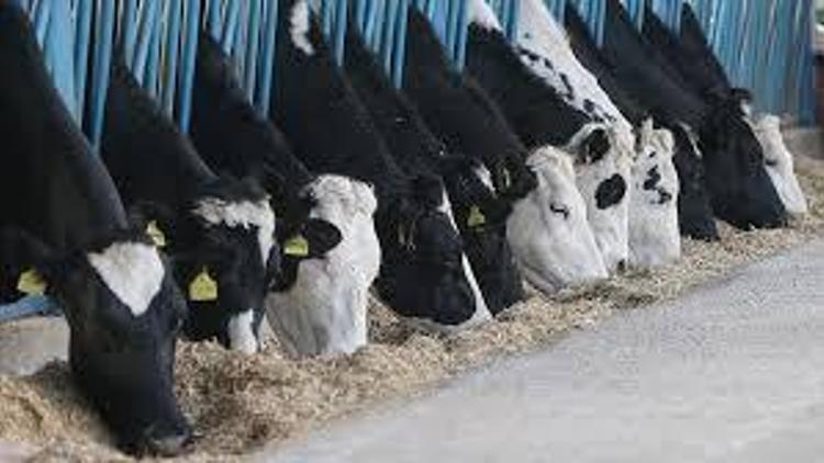 Toplanan inek sütü miktarı aralıkta azaldı