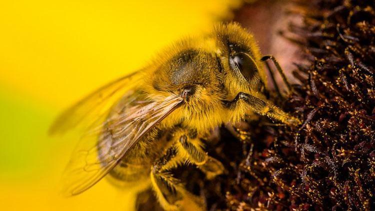 Yeşiller, arılar için bir milyondan fazla imza topladı