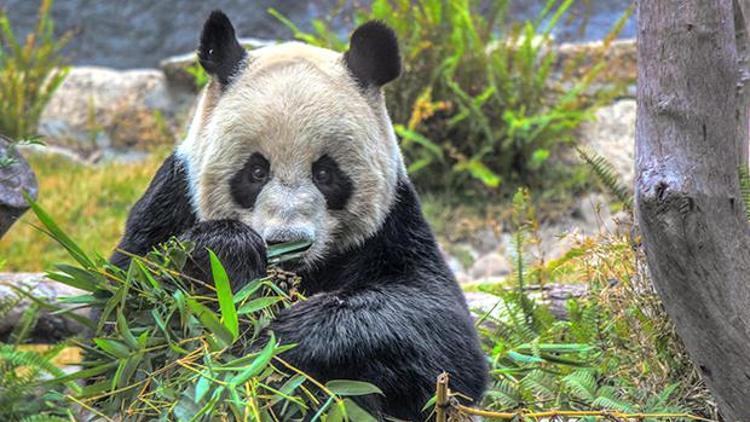Pandaların olmazsa olmazı Bambu nedir