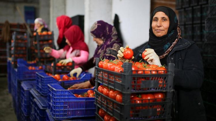 Üretici tanzim satıştan memnun 3 günde bin ton...