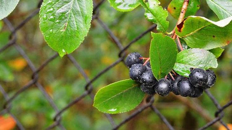 Aronia nedir, faydaları neler