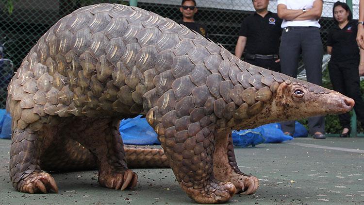 Çinde 130 pangolin bakımsızlıktan öldü