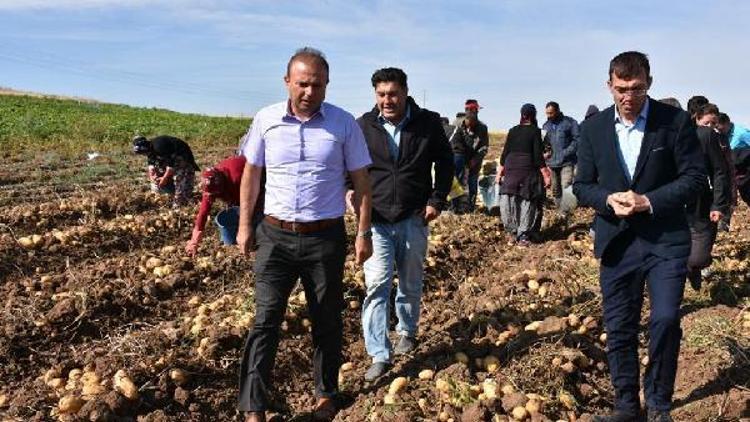 Aksaray Tarım ve Orman İl Müdürü: Aksarayda patates ekimi yasaklanmadı