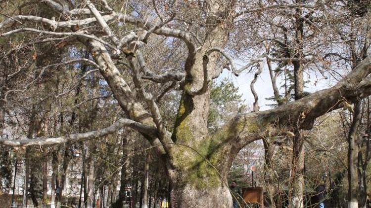 419 yıllık anıt çınar ağacı, Develinin sembolü oldu