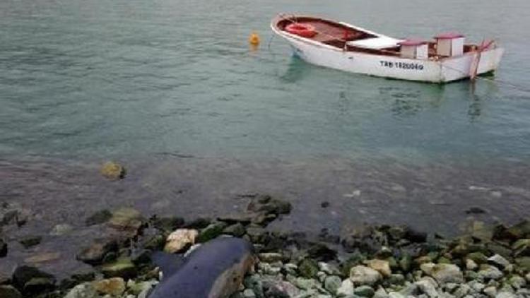 Trabzonda sahile yunus ölüsü vurdu