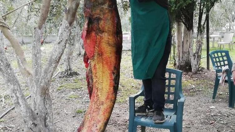 İznik Gölünde 105 kiloluk yayın balığı yakalandı