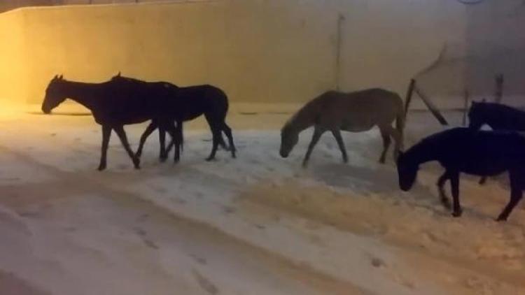 Arnavutköyde başıboş atlar kar altında sığınacak yer aradı