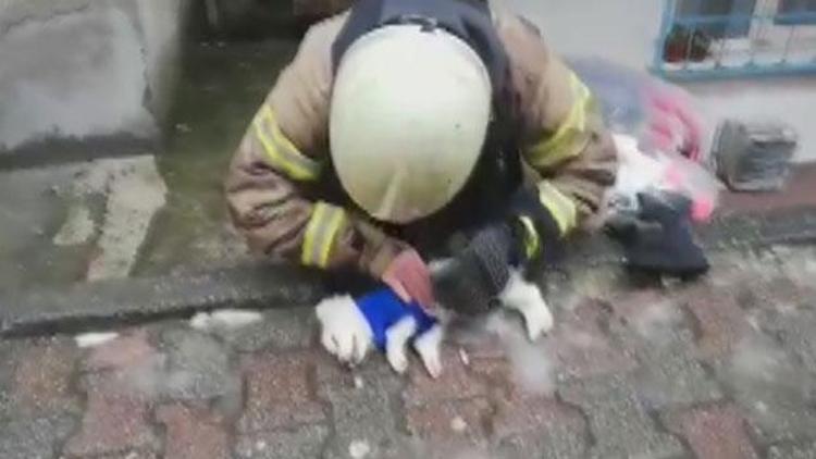İtfaiye eri dumandan etkilenen köpeği hayata döndürmek için böyle mücadele verdi