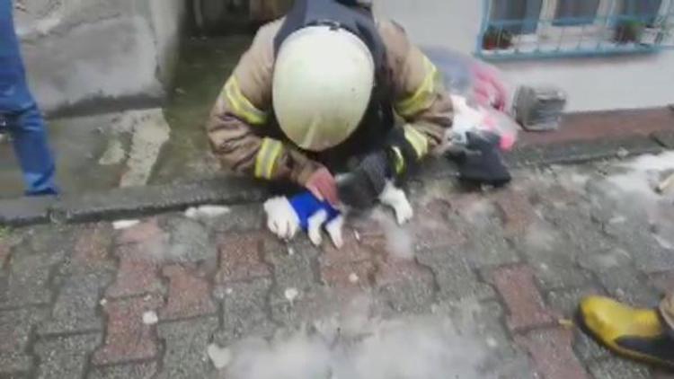 İtfaiye eri dumandan etkilenen köpeği hayata döndürmek için böyle mücadele verdi