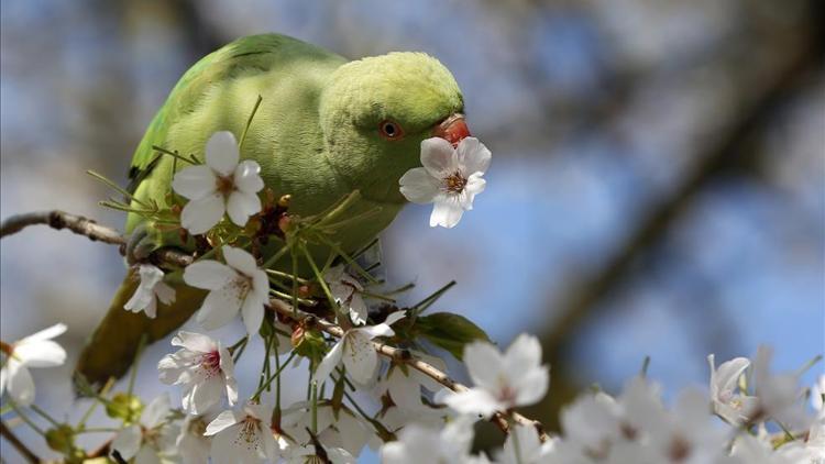 Nevruz ne zaman Nevruz ne demek