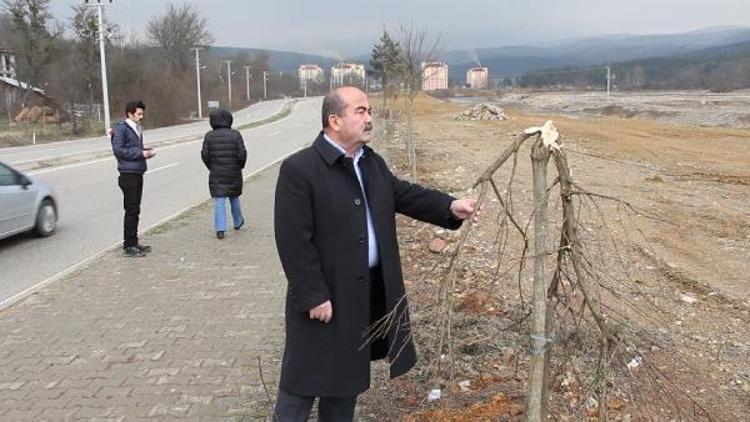 Mengende fidanların kesilmesine tepki