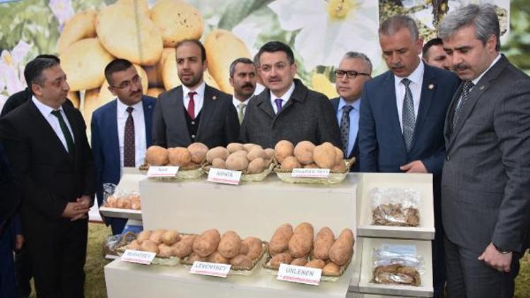Bakan Pakdemirli: Taraftar patateslerimiz de piyasaya çıkabilecek