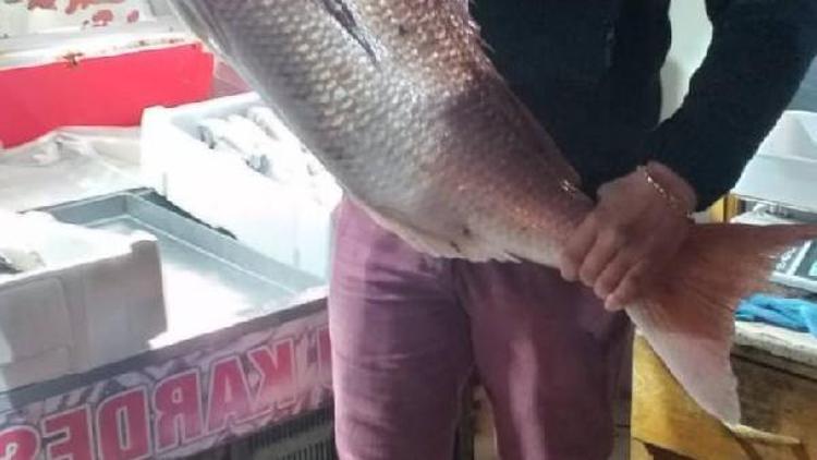 Oltayla 17 kiloluk mercan balığı yakaladı