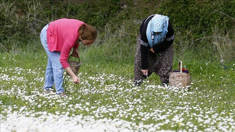 Alaçatı Ot Festivali ne zaman